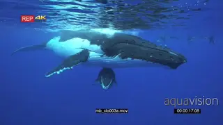 Humpback whale mother surfacing and the baby calf playing around under the mother UW