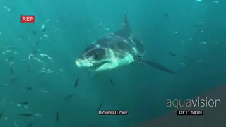 A pair of Great white sharks gently swimming underwater in ocean through school of Cape.