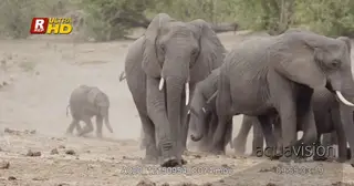 Young and adult African Elephant herd running away.