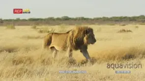 Male lion walking through savanna
