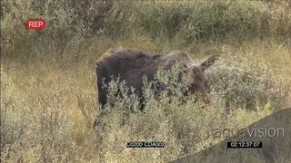 Female Moose standing and grazing WS
