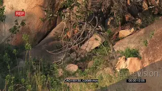 African Lioness standing on bushveld and cubs moving around on rocks LS MS