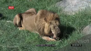 African Lion with bloody face laying down on grass and rubbing face HA MLS HAND