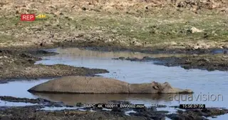 Impala herd grazing on the riverbank camera tilt down to hippo sleeping in low water