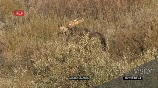 Male Moose standing, grazing and walking and looking around GENERAL BEHAVIOUR
