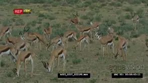 Springbok herd grazing