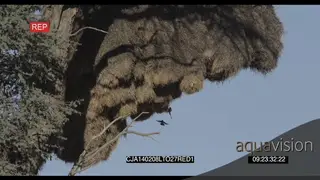Sociable Weavers flying in out of nest