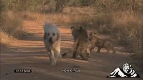 Two lion cubs play fighting and a dog grooming one of the cubs MWS