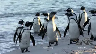 African penguins colony standing, walking and looking around.