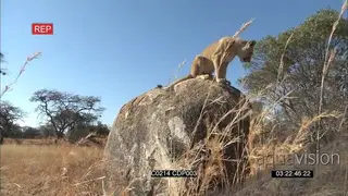 African Sub-adult Lion on A Big Rock
