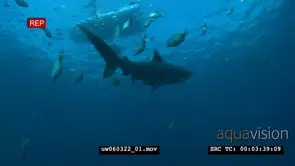 Tiger Shark with Remora Fish swimming underwater in ocean passing through a school of.