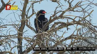 Bateleur eagle sitting on top of a tree, scouting and looking around.