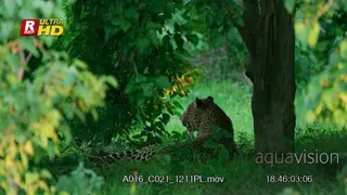 Male Leopard back view, looking around, laying down and resting.