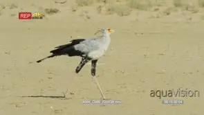 Secretary bird walking tracking shot CU
