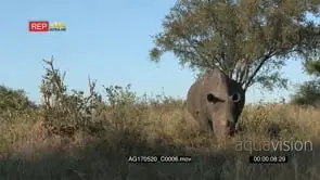 Black Rhino Cow Grazing in the Bushveld GENERAL BEHAVIOUR