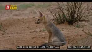 Tracking shot of juvenile cape fox sitting next to the burrow after the rain listening to.