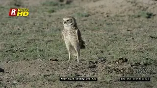 Burrowing owl landing and hunting close to the ground during daytime.