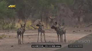African wild dog pack patrolling jogging scouting around for prey hunting GOOD LIGHT MLS.
