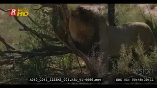 Male lion emerging from behind the tree