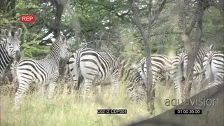 A Dazzle of Cape Mountain Zebras Grazing and Running around the Bushveld