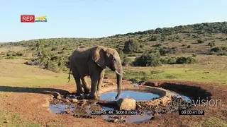 An African elephant standing and drinking water from a waterhole LWS