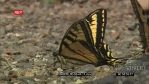 Butterflies FLAPPING WINGS GENERAL BEHAVIOUR