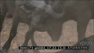 Buffalo bulls fighting - big fight