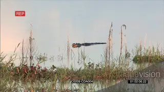 American Alligator swimming, opening its jaws and surfacing SCENIC
