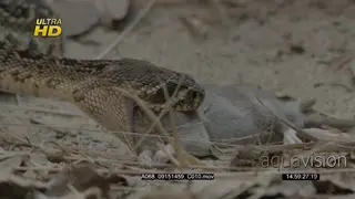 Western diamondback rattlesnake feeding on a dead carcass.