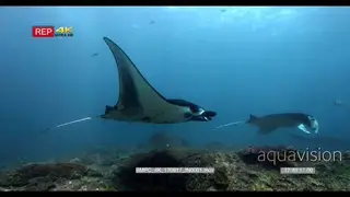 Wide shot of three manta rays floating in water at manta point