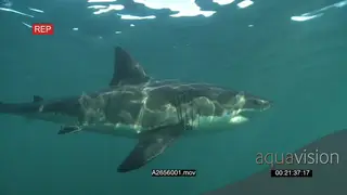 Great white shark gently swimming underwater in ocean passing by the camera LA PAN HAND