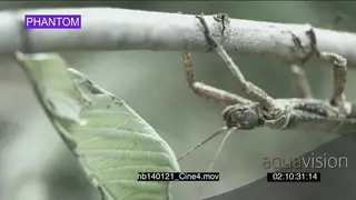Thorny devil stick insect walking upside down towards leave