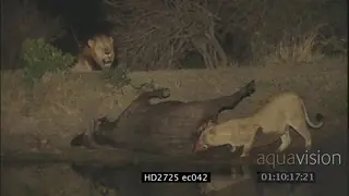 Female lion eating a dead buffalo male lion sitting LWS ZI PAN MCU