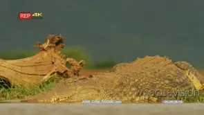 Crocodile enters water