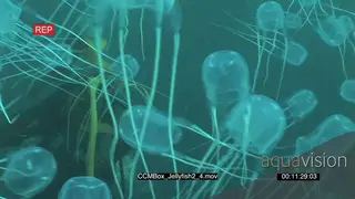 School of Box Jellyfish swimming and floating underwater in ocean MS TRAVELING SHOT