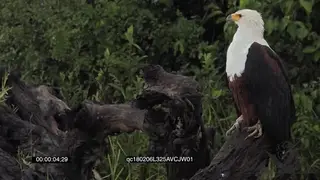 African Fish Eagle Standing on a dead tree Looking around the Woodlands GOOD LIGHT