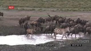 A Herd of Wildebeests Migrating with a Zebra Dazzle GENERAL BEHAVIOUR