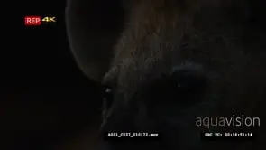 Close up shot of spotted Hyena's face at night