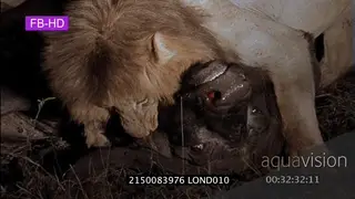 Cape Buffalo and Lion interaction LOW LIGHT NIGHT