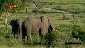 Elephants grazing on GREEN African grassland Ms