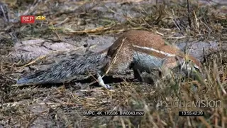 Cape ground squirrel searching and eating grass