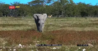 Male elephant walking inside savannah grass and runs towards camera lifts its trunk up…