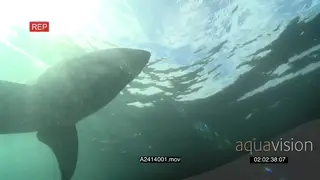 Great White Sharks (3) underwater in deep ocean passing by camera PAN HAND GREEN