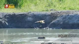 European bee-eater hunting, catching and feeding on flying insects.