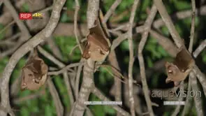 Three wahlberg's fruit bats hanging in tree