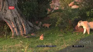 African Lion cubs walking and jogging on bushveld and followed by mother LS HAND