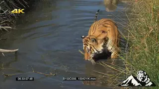 Tiger searching for food GREEN LS ZI
