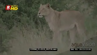 African female Lioness standing, searching and guarding territory.