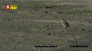 A pair of Burrowing owls head above the burrow surface, one landing.