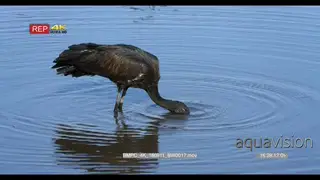 African openbill stork fishing, crushes snail